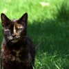 (猫咪解答)猫咪解忧馆app：让可爱的小猫咪陪伴你，化解压力与忧愁