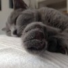 (猫婆婆的照片)猫婆婆的幸福公寓：享受无广告的宁静生活和美好时光