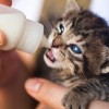 每次吸猫都有意外攻略：让你的猫咪更加亲近，分享快乐和温馨的秘诀！