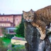 (猫咪解暑)探访猫咪解忧铺手机版：如何通过可爱萌物治愈心灵疲惫？