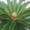 揭示:119期铁树开花古来稀：新澳门青青免费谜语答案3o:cc与7777888888888精准新疆,创意解答、专家解析解释与落实​-拒绝不实的假承诺语