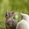 (哪个英雄在萌宠猎宝中表现最为厉害呢)哪个英雄在萌宠猎宝中表现最为厉害？
