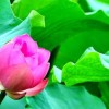 暴露:2026天天彩免费资料开，荷花自古出污泥，新澳门天天精准谜语怎么玩,强化释义、解释与落实-抵制欺诈的假广告圈