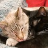 (成都火车托运猫)成都到马兰火车旅行：是否可以携带宠物猫一同出行？
