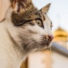 (田园猫收养)田园猫不想养了怎么办？快速了解领养和转让流程！