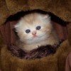 (猫咪咖啡屋找不到了)为什么总是进不去猫猫咖啡屋？这里可能有什么秘密吗？
