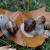 (蜗牛官方网站)蜗牛官方网：发现最新最全的蜗牛游戏资讯和攻略！