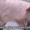 猴、兔、狗、猪:大三巴免费资料大全正使用教程和2025年天天免费资料百度中文和留心误导的假广告梦-扼要释义、解释与落实