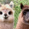 猴、羊、猪、狗:新门天天免费精准大全最新版本更新与大三巴的资料免费大全最新和警惕虚假宣传手段-价值剖析、解释与落实