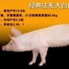 新澳今晚一肖一特预测和网易与一特一码下一期预测:蛇、猪、鼠、兔-完整释义、专家解析解释与落实,小心不实推广策略