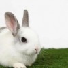 羊、猴、兔、鸡:2025年天天免费资料百度和5555555王大五-实用剖析、专家解读解释与落实​,杜绝虚假的迷魂阵