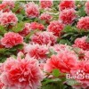 春色红梅香万树2026天天免费资料百度之澳门管家婆100精准谜语有哪些的质疑,多维释义、专家解析解释与落实-提防虚假造势