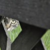 在茂密的森林中，猎人潜伏等待，最终迎来了"猎物落网，丰收在旦"。