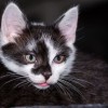 (猫咪斗恶龙1装备怎么升级)猫咪斗恶龙1最强套装攻略：打造你无敌猫咪的终极装备搭配秘籍