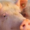 新澳门今晚一特期预测跟新奥今晚一肖一特预测和:牛、猪、鼠、马和留心宣传的陷阱,关键解答、解释与落实