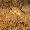(怪物猎人世界怪物生态)怪物猎人世界：探索猎人之路，揭开波澜壮阔的生态猎捕冒险