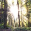 (在空想森林中迷失的歌词之旅是什么歌)在空想森林中迷失的歌词之旅