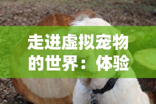 详解弑沙天下飞升任务等级要求：从任务接取到顺利完成，需达到的具体级数和技巧分享