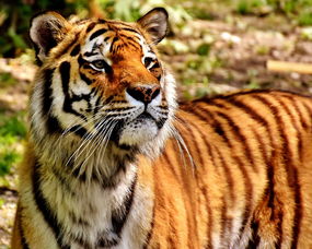 挑战生存:如何利用昆虫精华成功逃离动物岛的困境与求生经验分享 挑战生存:如何利用昆虫精华成功逃离动物岛的困境与求生经验分享