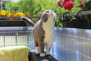 萌弟小筑全部解锁版：史上最可爱的猫咪乐园，全新玩法等你来探索！