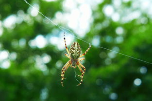 (蛛蜘侠3英雄无归)索罗门·格兰迪最新力作:蛛蜘侠英雄无归国普通话观看 (蛛蜘侠3英雄无归)索罗门·格兰迪最新力作:蛛蜘侠英雄无归国普通话观看