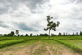 (三个村庄 攻略)探寻三个村庄的村民们的喜好与攻略技巧 (三个村庄 攻略)探寻三个村庄的村民们的喜好与攻略技巧