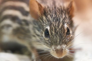 探寻游戏天地:如今的长生劫还能继续玩吗?玩家心声及其游戏体验分析 探寻游戏天地:如今的长生劫还能继续玩吗?玩家心声及其游戏体验分析