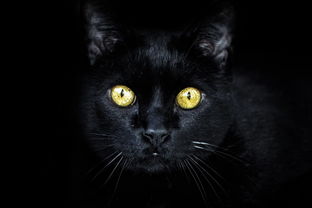 (黑猫馆手记)黑猫馆事件修订版:揭秘黑暗背后的真相与密码解密 (黑猫馆手记)黑猫馆事件修订版:揭秘黑暗背后的真相与密码解密