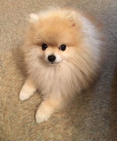 (塔防游戏胡萝卜)探讨塔防游戏中的新亮点：萝卜在战略中的作用和策略性应用