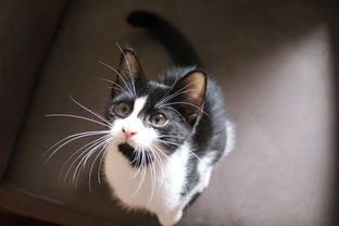 (田园猫与狸花猫的区别)田园猫和狸花猫的区别:如何分辨它们在外表和习性上的差异? (田园猫与狸花猫的区别)田园猫和狸花猫的区别:如何分辨它们在外表和习性上的差异?