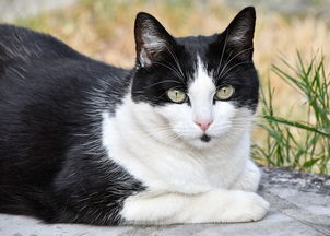 (田园猫与狸花猫的区别)田园猫和狸花猫的区别:如何分辨它们在外表和习性上的差异? (田园猫与狸花猫的区别)田园猫和狸花猫的区别:如何分辨它们在外表和习性上的差异?