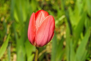 (方舟苍龙有啥作用)方舟苍龙王VS领主：强者对决，谁能占据终极统治地位？