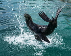 探索海昌海洋公园攻略:从海底世界到极致亲子乐园,畅享全方位海洋奇遇! 探索海昌海洋公园攻略:从海底世界到极致亲子乐园,畅享全方位海洋奇遇!