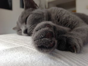 (猫婆婆的照片)猫婆婆的幸福公寓:享受无广告的宁静生活和美好时光 (猫婆婆的照片)猫婆婆的幸福公寓:享受无广告的宁静生活和美好时光
