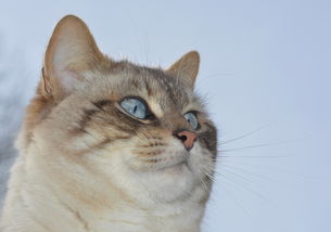 (猫和汤游戏)猫咪和汤国际版：探寻全球各地的猫咪文化和美味汤料理