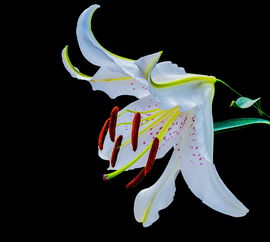 (无极仙途技能搭配身法)无极仙途技能搭配大揭秘:打造无敌战斗体系 (无极仙途技能搭配身法)无极仙途技能搭配大揭秘:打造无敌战斗体系