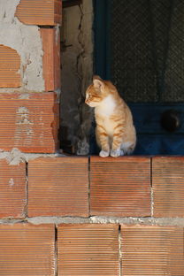 (猫咪解答)猫咪解忧馆app：让可爱的小猫咪陪伴你，化解压力与忧愁