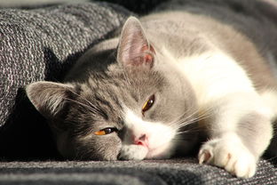 (亲吻猫咪猫咪能明白什么意思吗)亲吻猫咪游戏：在猫猫惊魂的奇幻世界中与喵星人展开冒险！