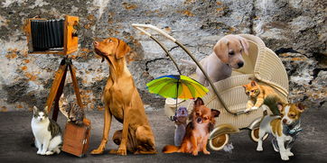 (霹雳火1)霹雳火终极大招，轰动江湖，决战至尊！