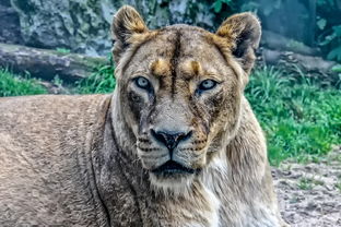 (代号gaia官网)代号动物园什么时候上线？新游戏发布日期及玩法详情一览