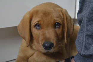 (口袋宠物世界 攻略)口袋宠物世界兑换码：探索迷你宠物的神秘世界并解密隐藏礼品