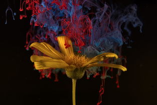 (石器时代金虎任务攻略)石器时代觉醒：一天能出多少金贝古代考古发现揭秘