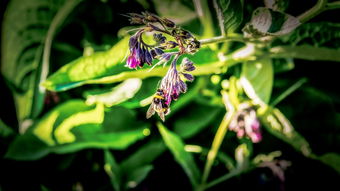 (蜂之恋手游)精彩绝伦!蜂之恋攻略:让你轻松获得花蜜之爱的秘籍与技巧 (蜂之恋手游)精彩绝伦!蜂之恋攻略:让你轻松获得花蜜之爱的秘籍与技巧