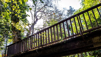 (仙路道途)仙路绿途第二卷：探寻青山绿水间的奇迹与秘密