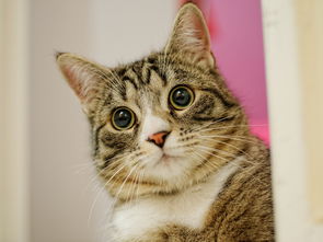 探究最粘人的猫咪:这些猫咪为何如此依赖主人,带给你无尽温暖与陪伴? 探究最粘人的猫咪:这些猫咪为何如此依赖主人,带给你无尽温暖与陪伴?