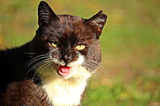 (《遇见喵星人》)遇见喵克斯是哪个国家的?探寻神秘的喵克斯背后的故事 (《遇见喵星人》)遇见喵克斯是哪个国家的?探寻神秘的喵克斯背后的故事