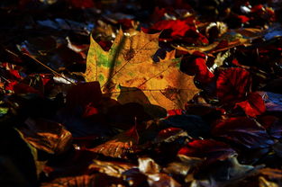 (秋之回忆合集攻略)秋之回忆攻略2:探秋采风,追忆往昔,留住美好季节的点点滴滴 (秋之回忆合集攻略)秋之回忆攻略2:探秋采风,追忆往昔,留住美好季节的点点滴滴