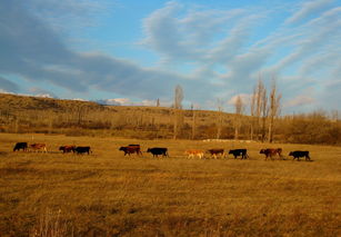 (发现荒野)在广袤的荒野中生存挑战：探索未知荒野的追击游戏体验
