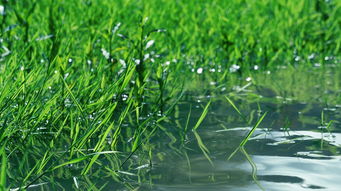 依托科技力量打造农业新格局:浅析《我要来种田4.0.0》对智慧农业建设的颠覆性影响与贡献 依托科技力量打造农业新格局:浅析《我要来种田4.0.0》对智慧农业建设的颠覆性影响与贡献