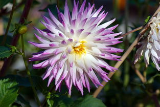 (2021山海镜花值得培养的ssr)202"山海镜花2024必养角色大揭秘:打造最强阵容,领略最绚烂战斗 (2021山海镜花值得培养的ssr)202"山海镜花2024必养角色大揭秘:打造最强阵容,领略最绚烂战斗